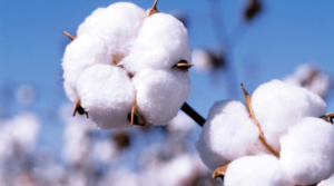 Blockchain for Tracking Cotton from Farm to Consumers